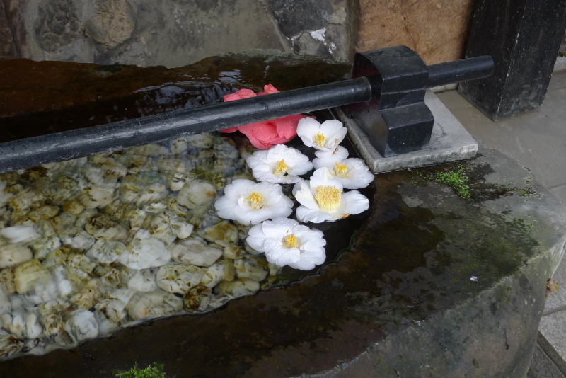 三崎稲荷神社の手水の水盤に浮かべられた椿の花