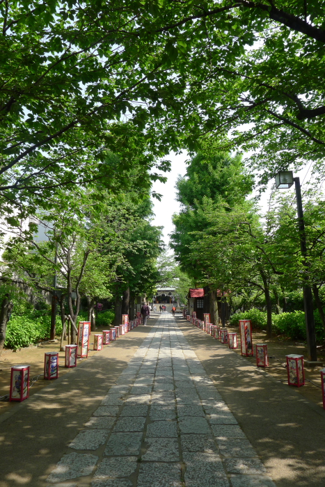 亀戸香取神社の新緑に包まれた参道