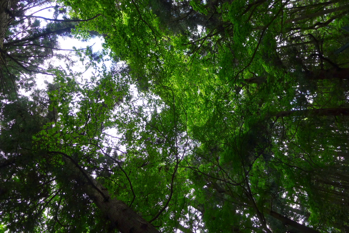 宝登山神社奥宮境内に鬱蒼と繁る木々