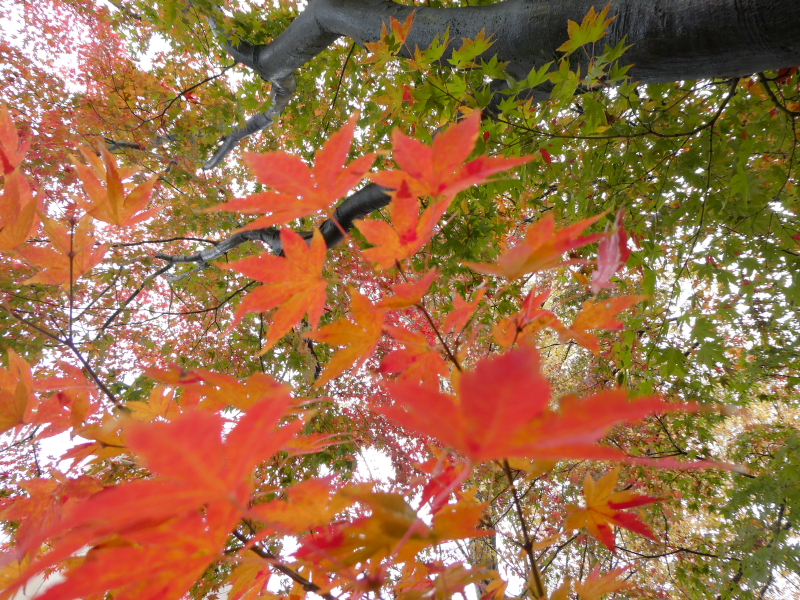 石川県金沢市の尾崎神社の紅葉