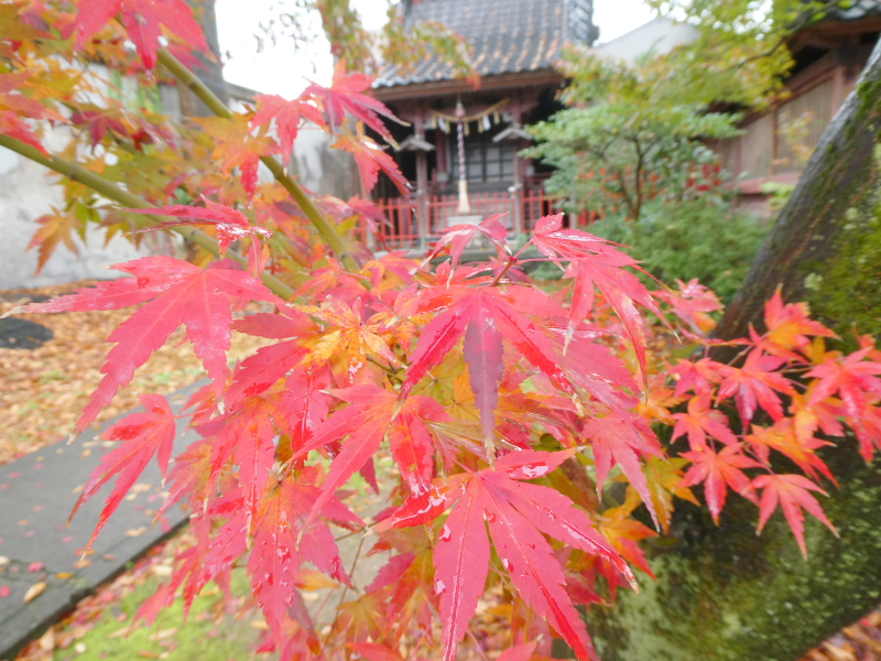 石川県金沢市の尾崎神社の紅葉