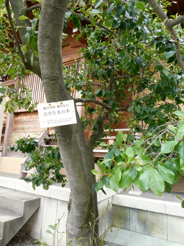目黒大鳥神社　おがたまの木